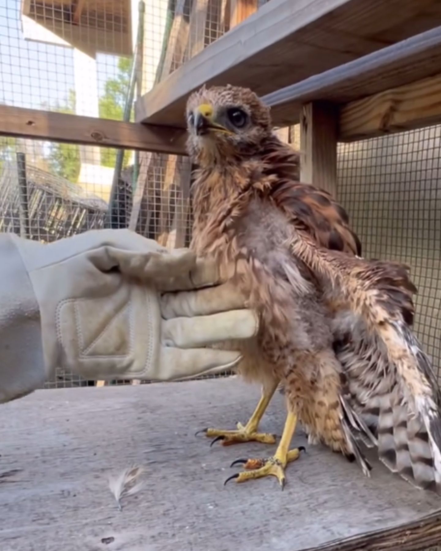snuggling baby hawk