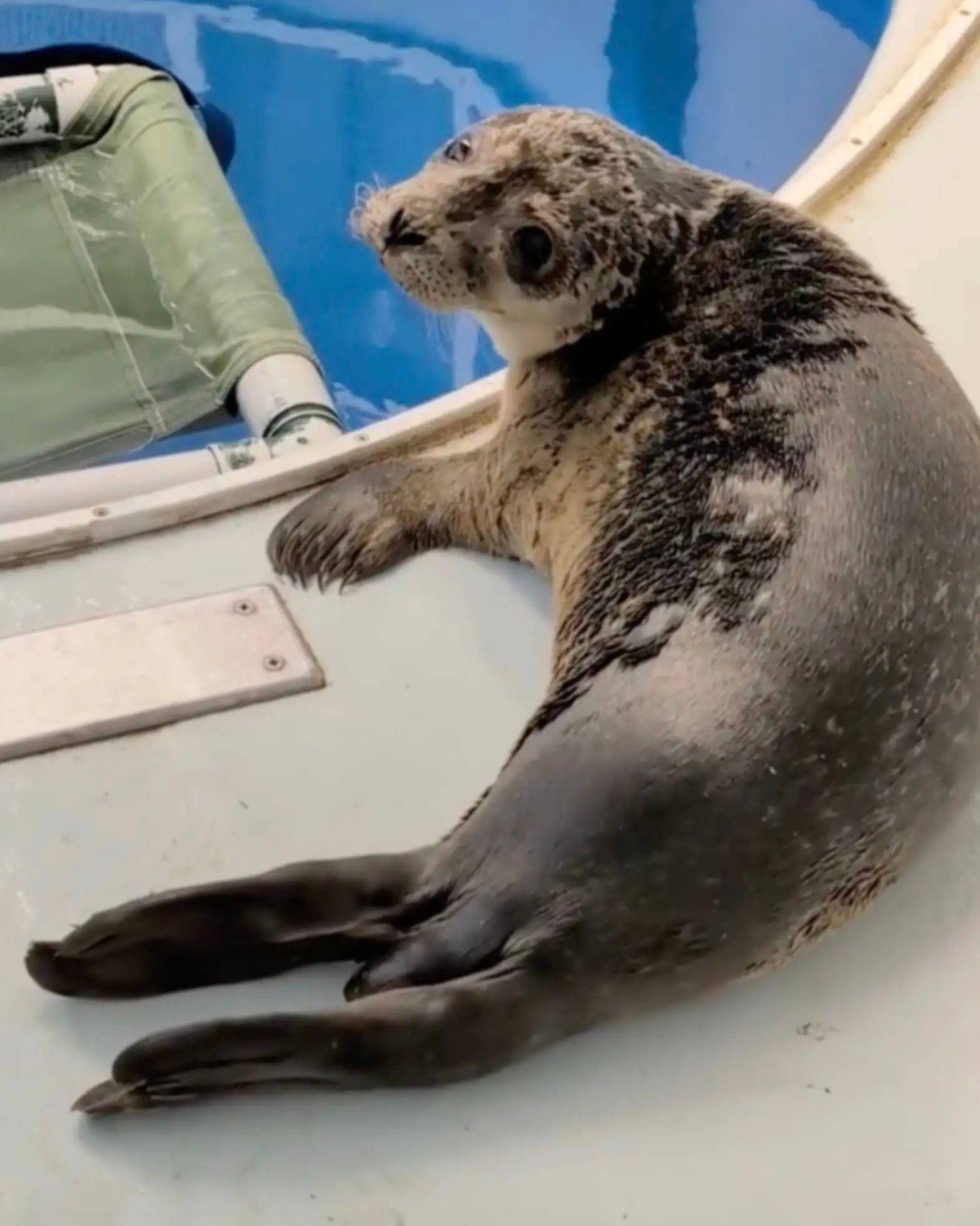 so cute baby seal