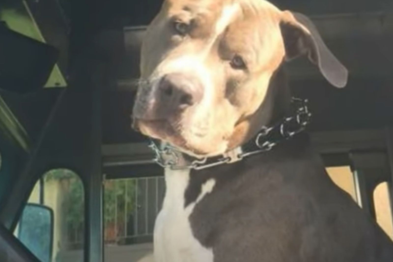 so sad dogs face