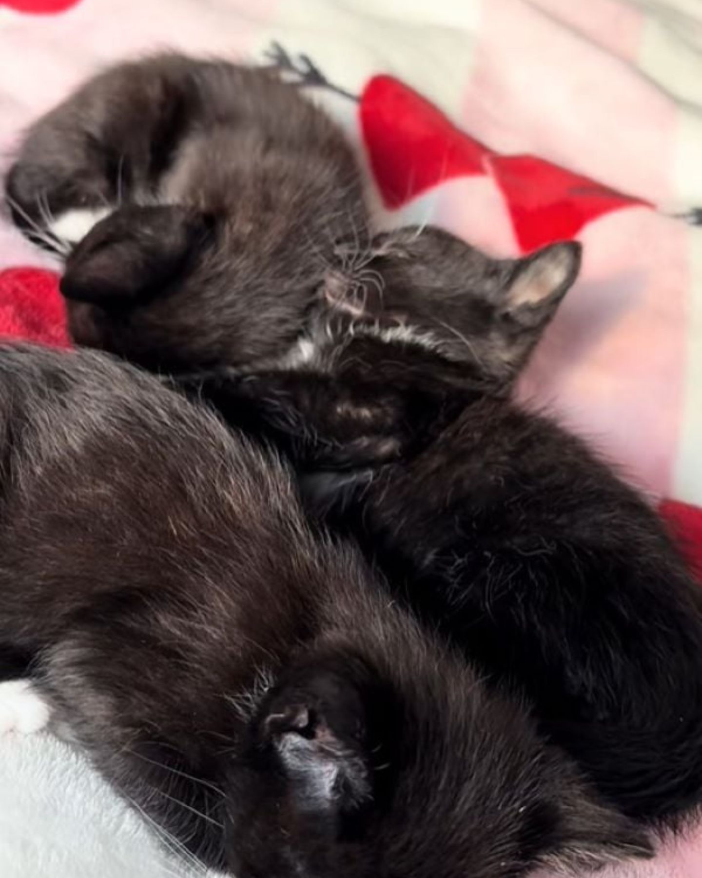 so sweet black kitties