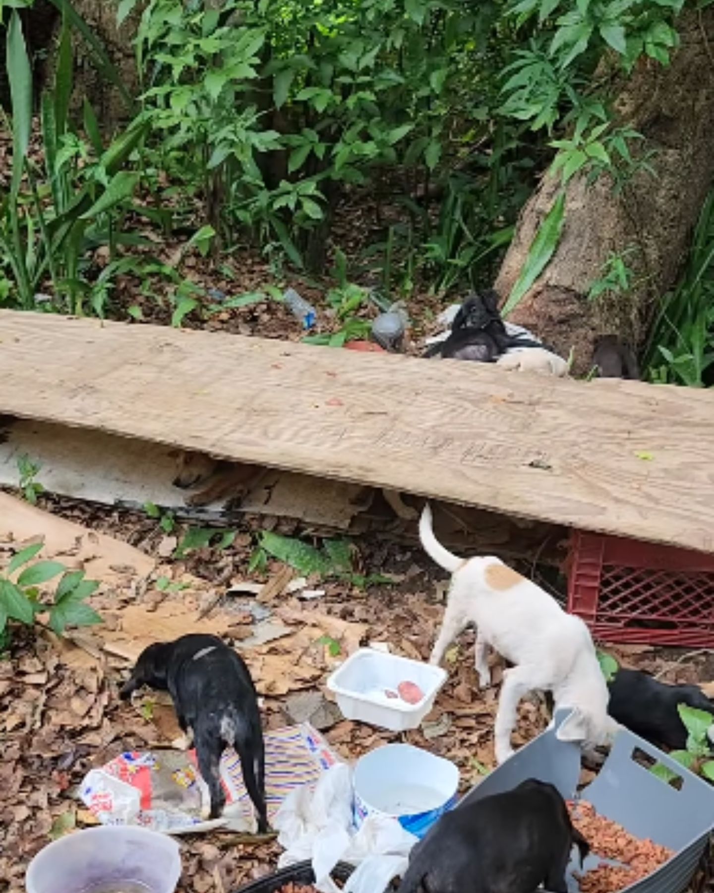so sweet dogs