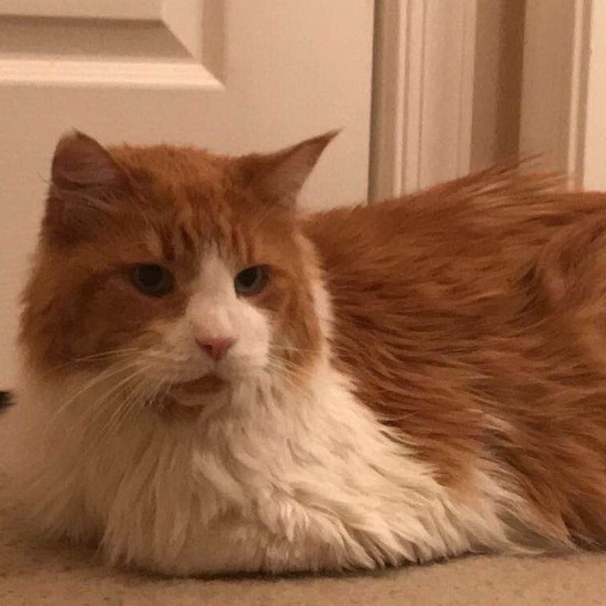 so sweet giant cat
