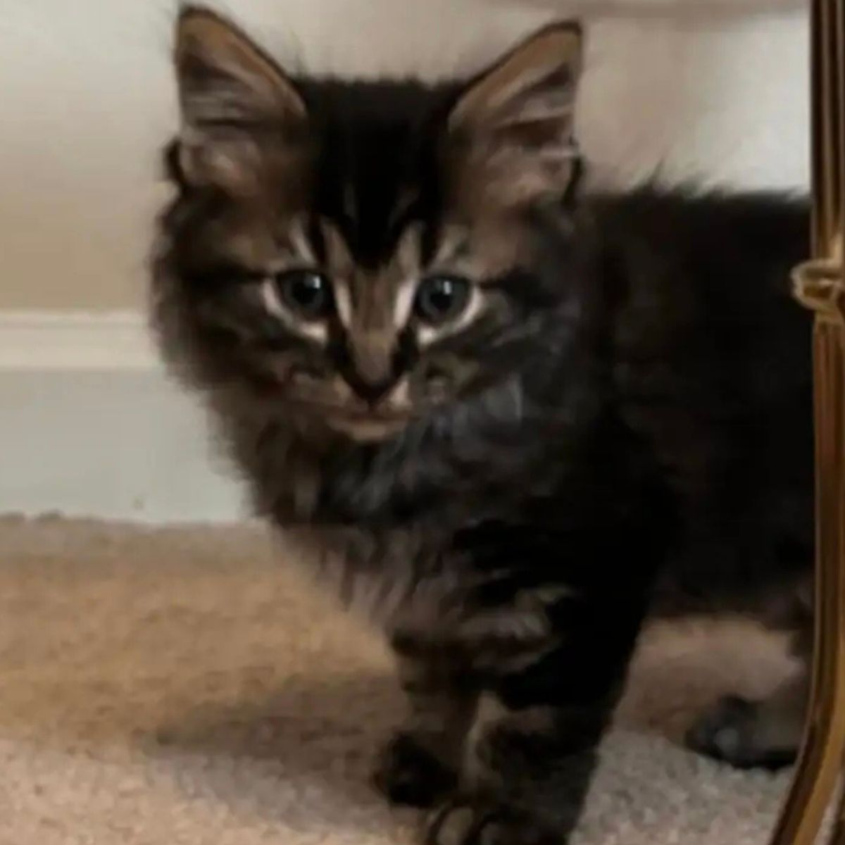 so sweet kitty