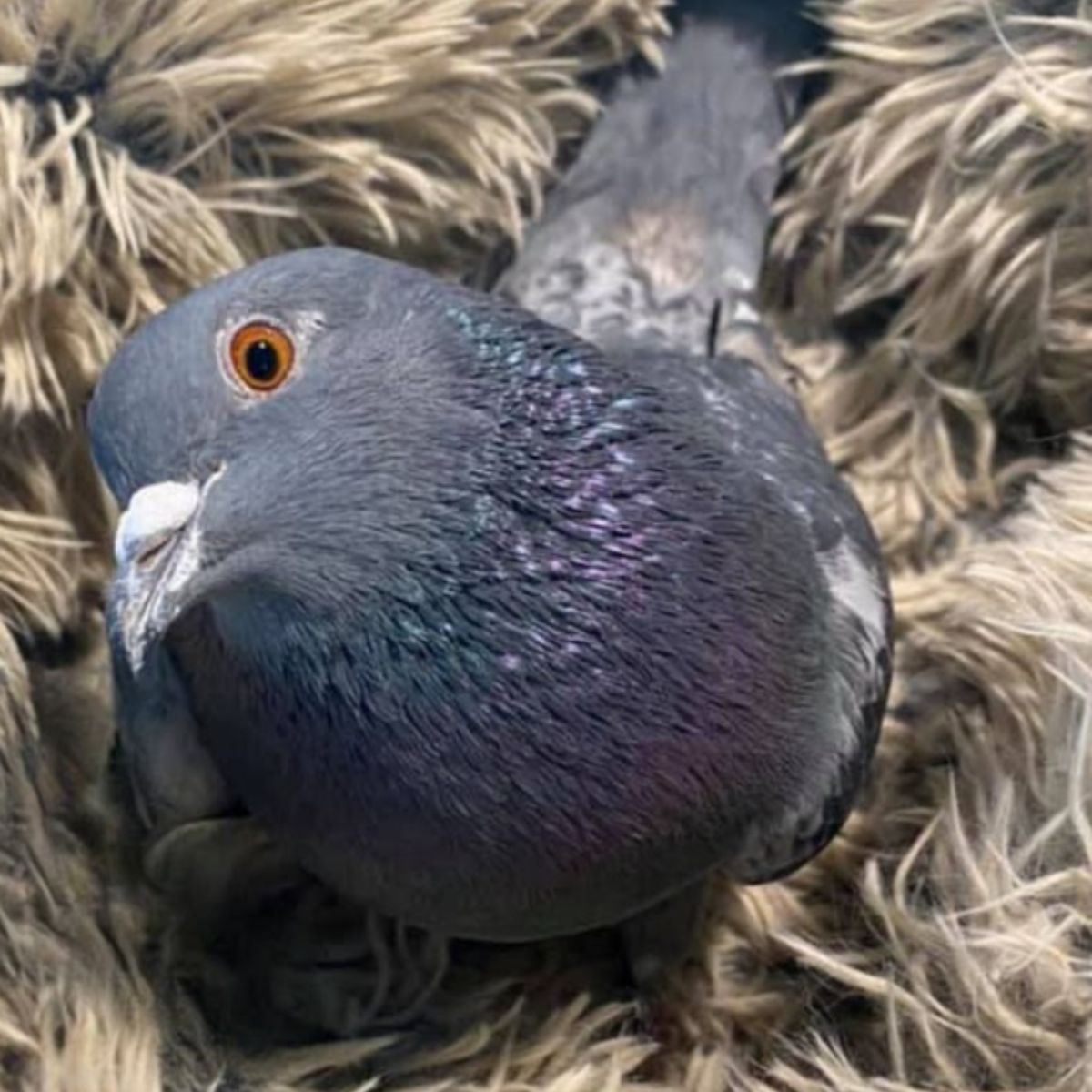 so sweet pigeon