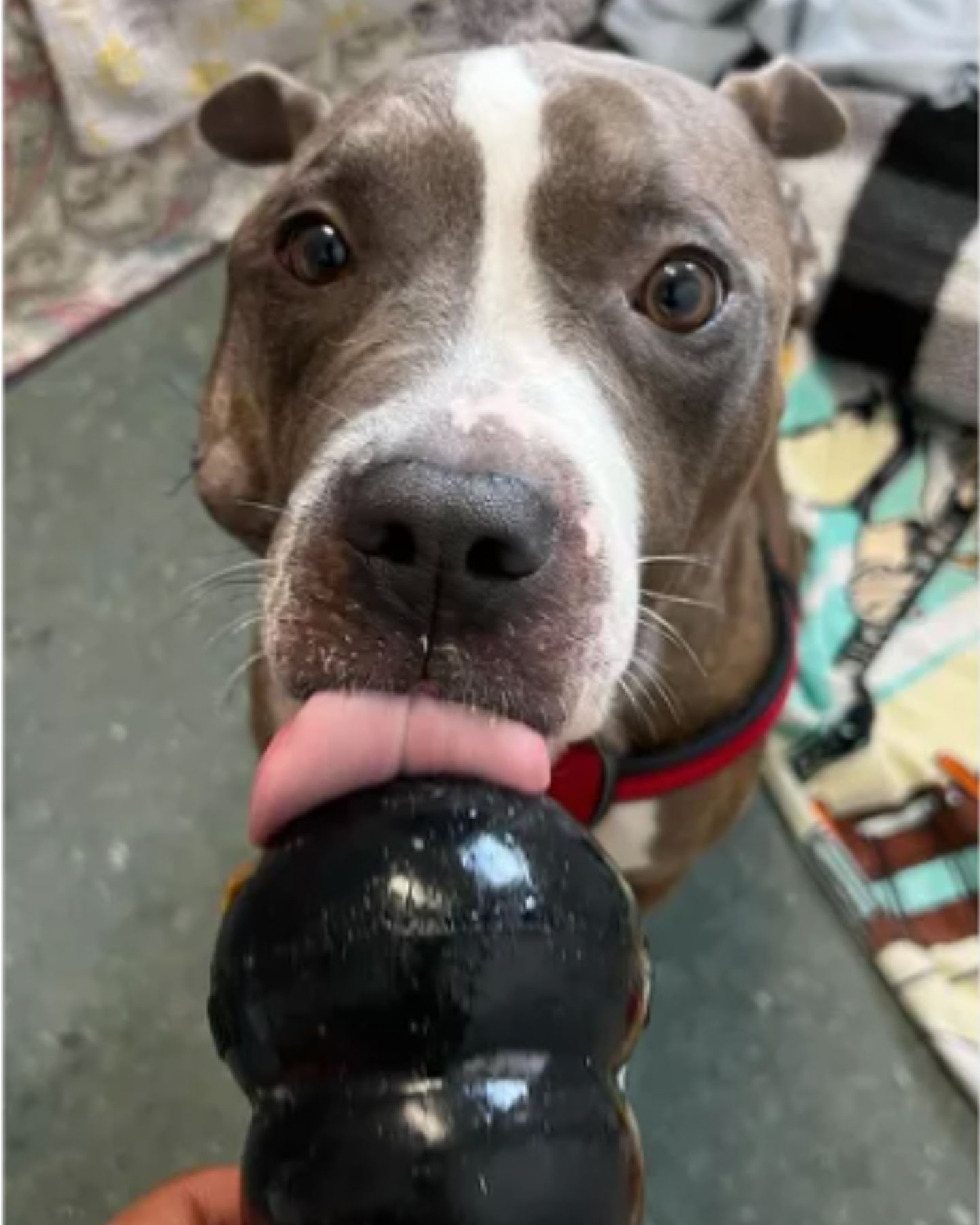 so sweet pup