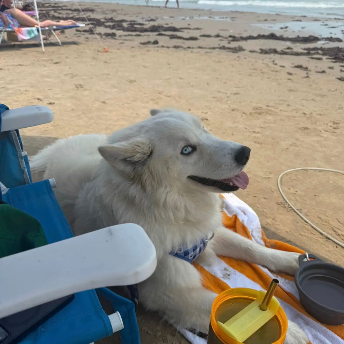 so sweet white dog