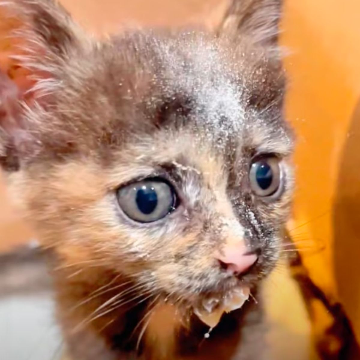 soaked kitten