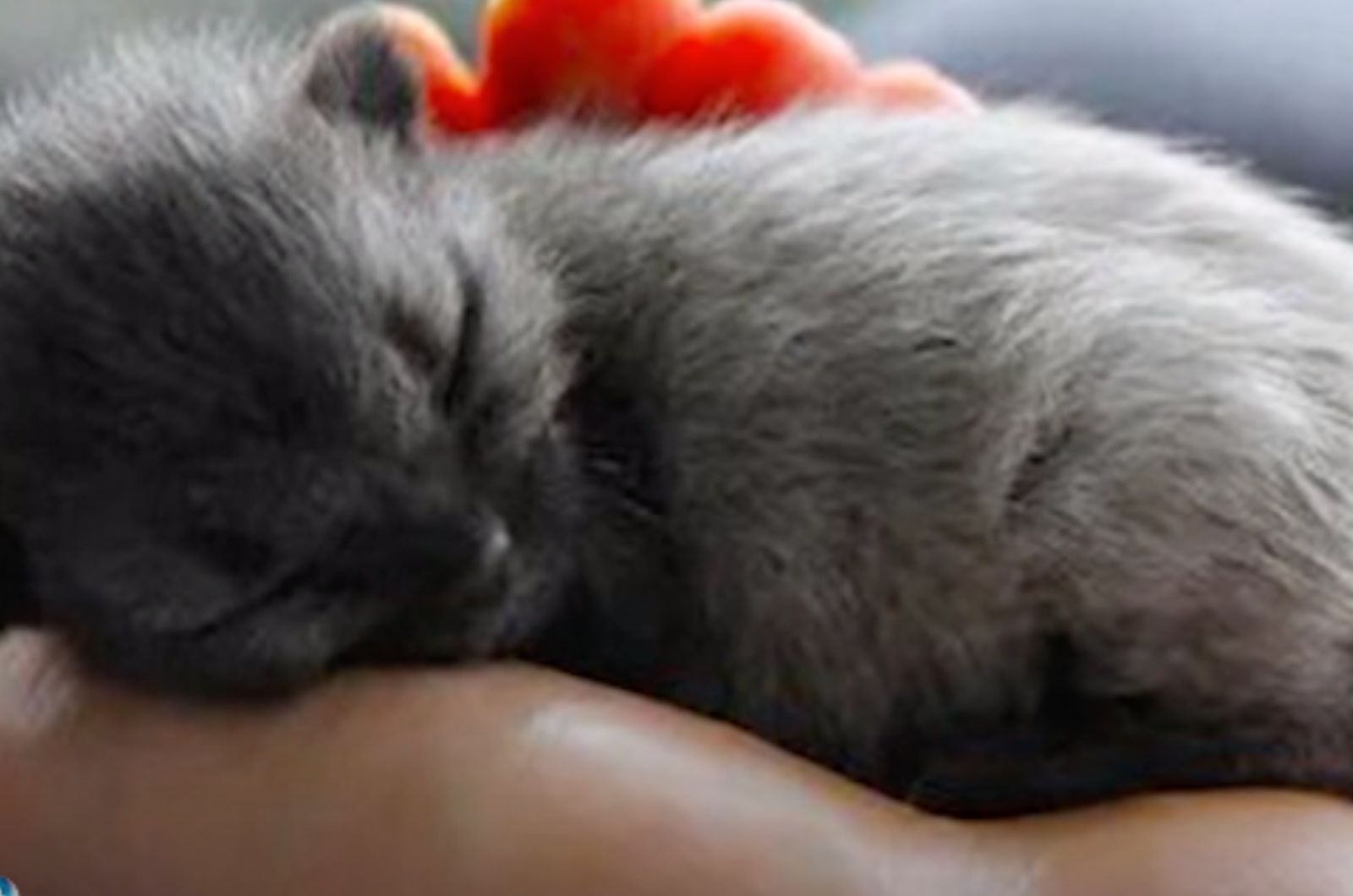 special gray kitten in the palm of a hand