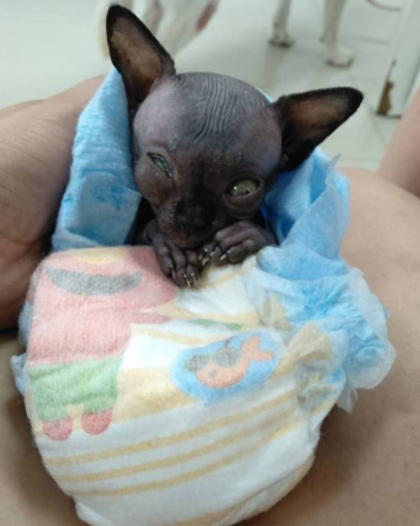 sphynx in a diaper