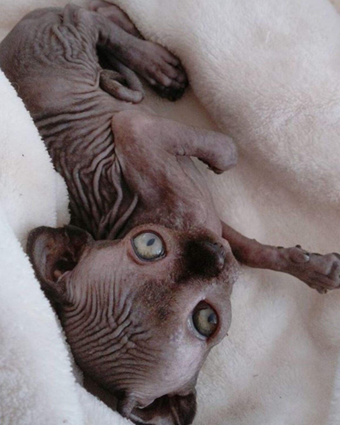 sphynx with rare condition lying down
