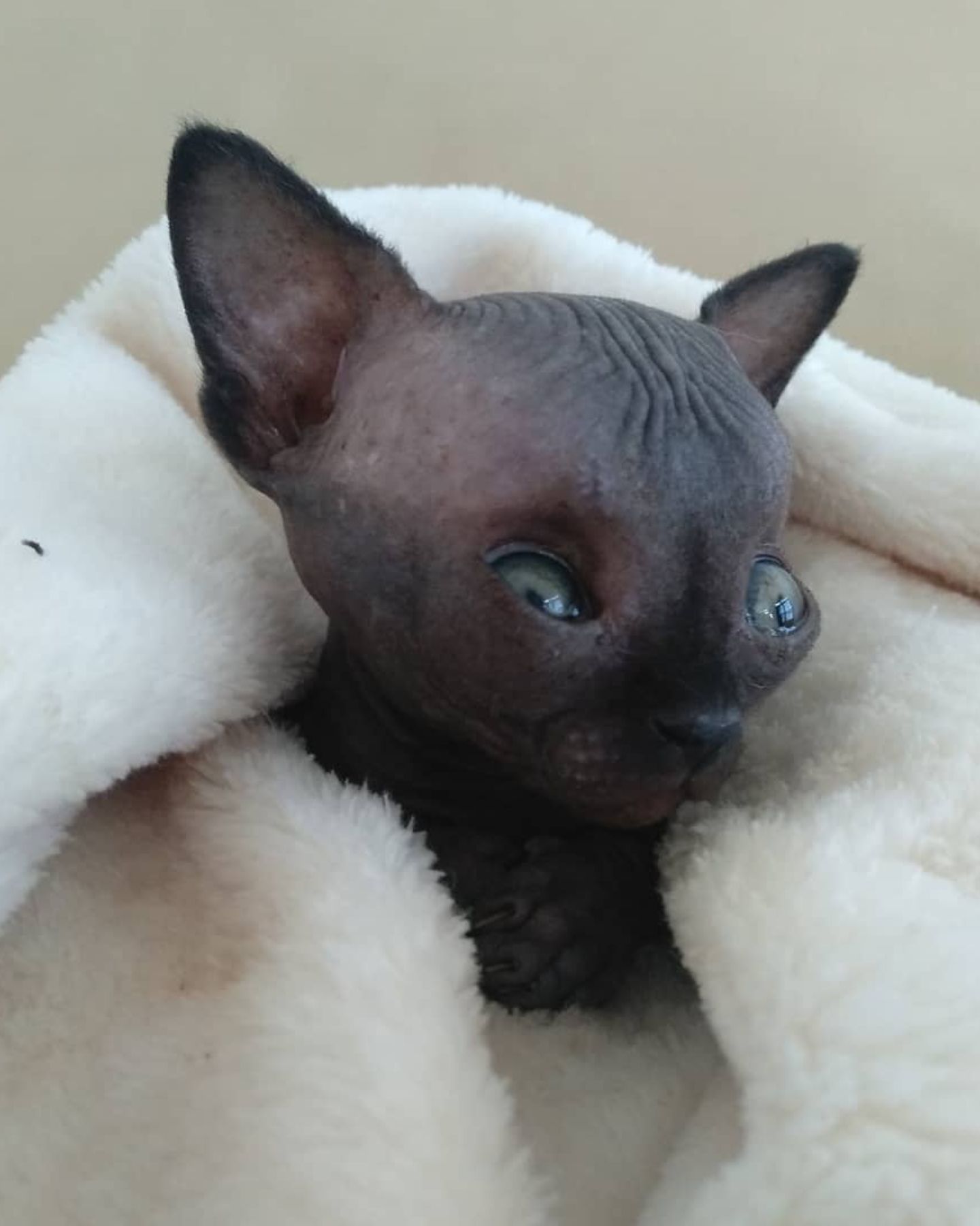 sphynx with rare condition
