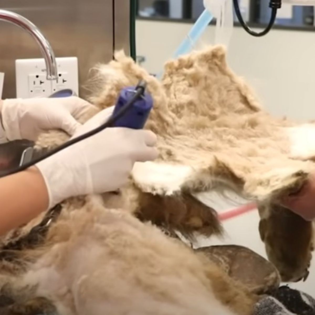 staff grooming dog
