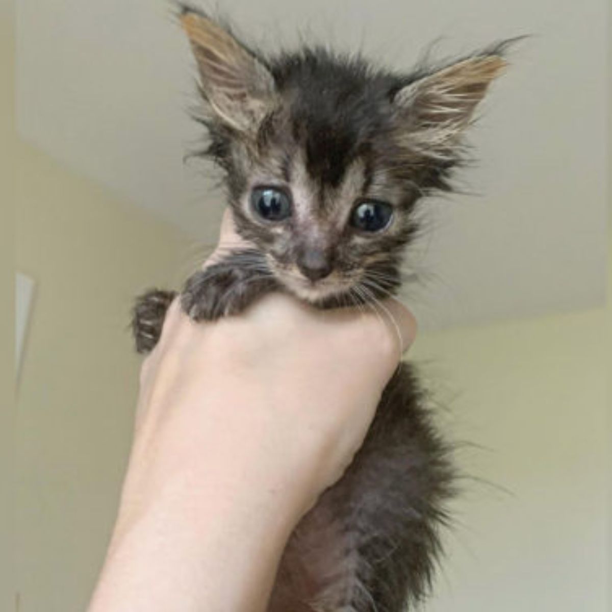 starving kitten