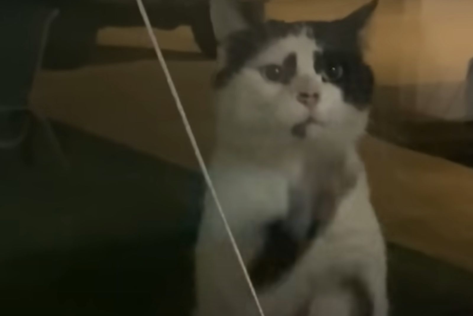 stray cat