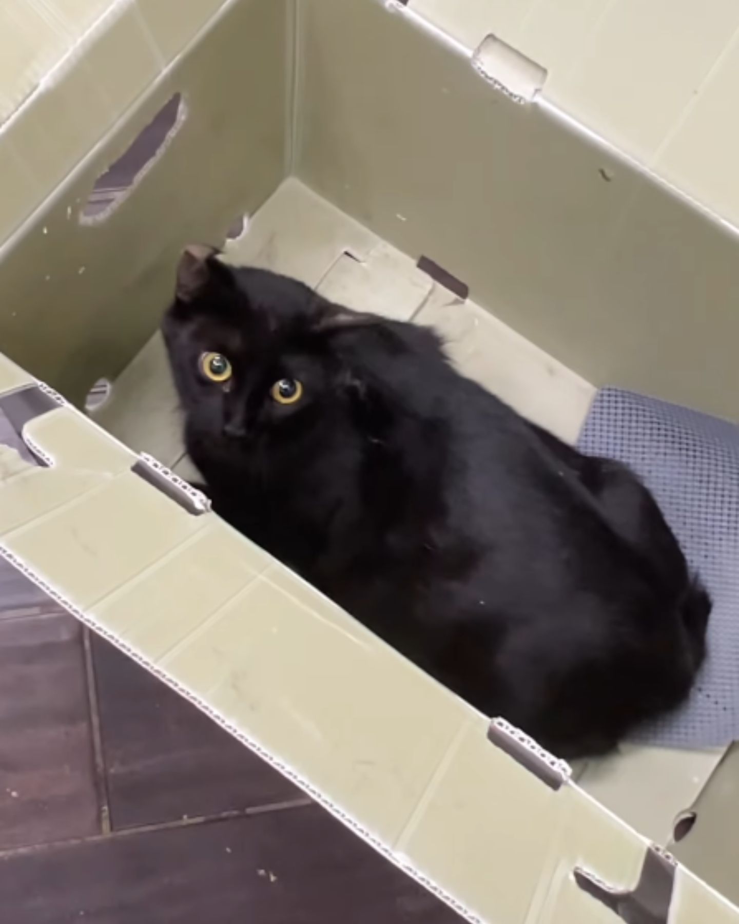stray cat