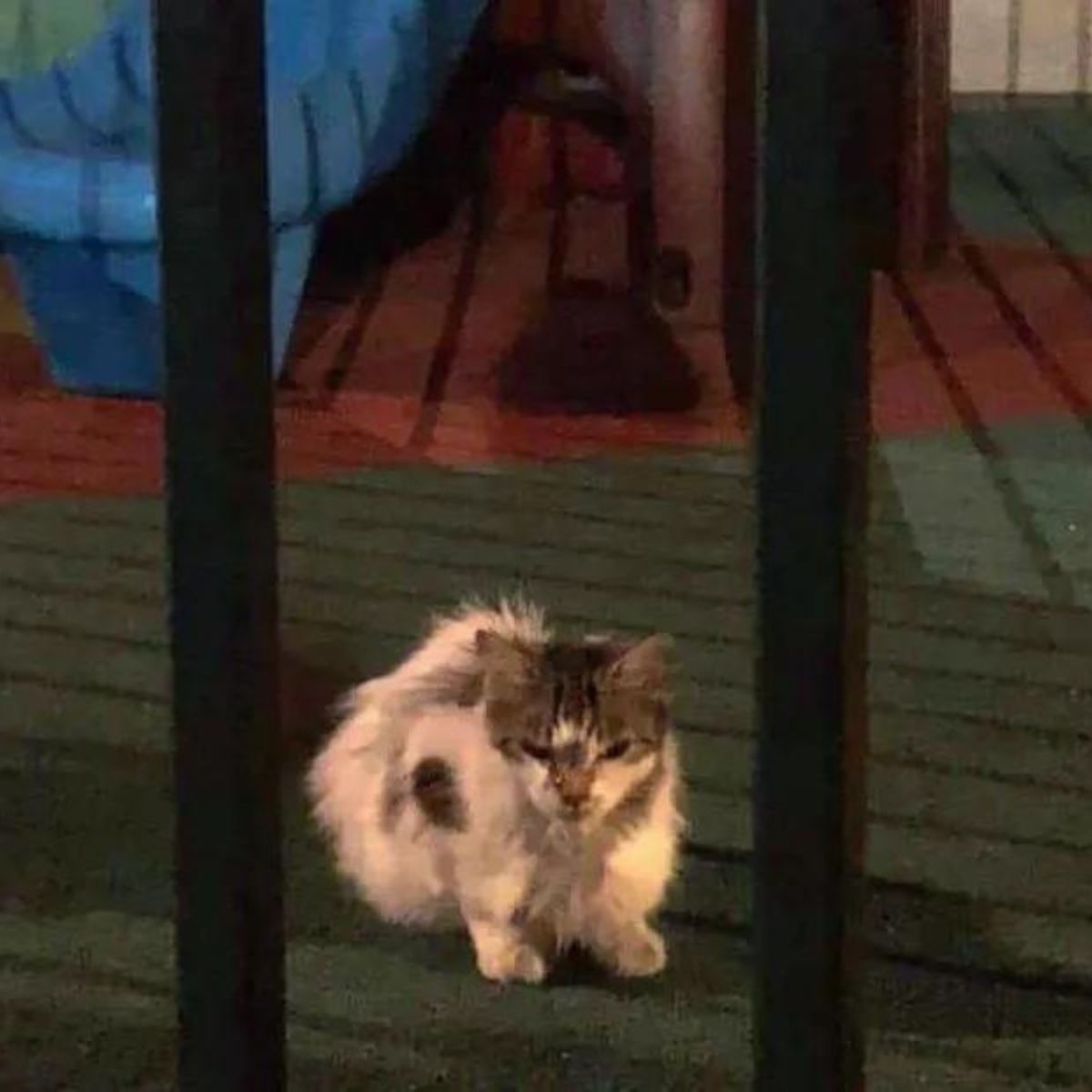 stray cat
