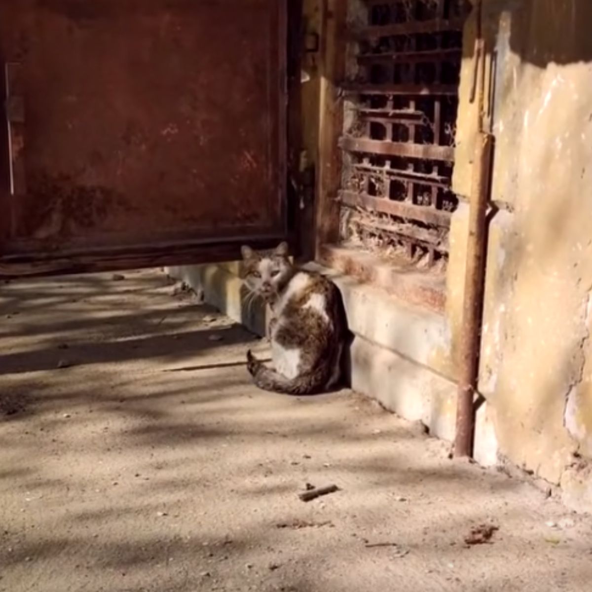 stray cat