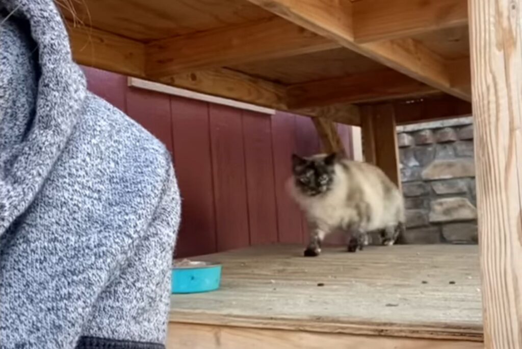 stray cat approaching a person