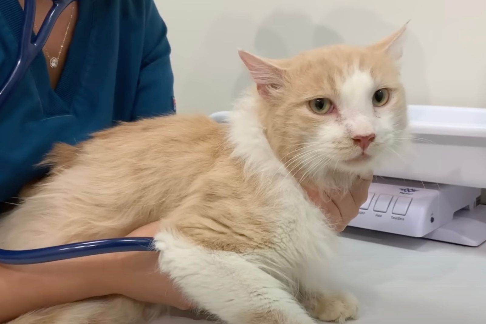 stray cat at a vet