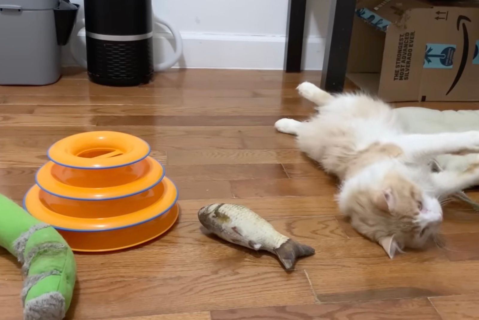 stray cat has a home