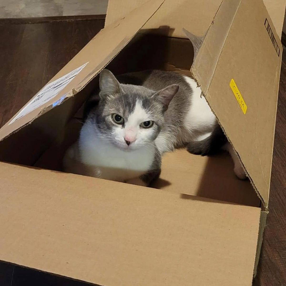 stray cat in a cardboard box