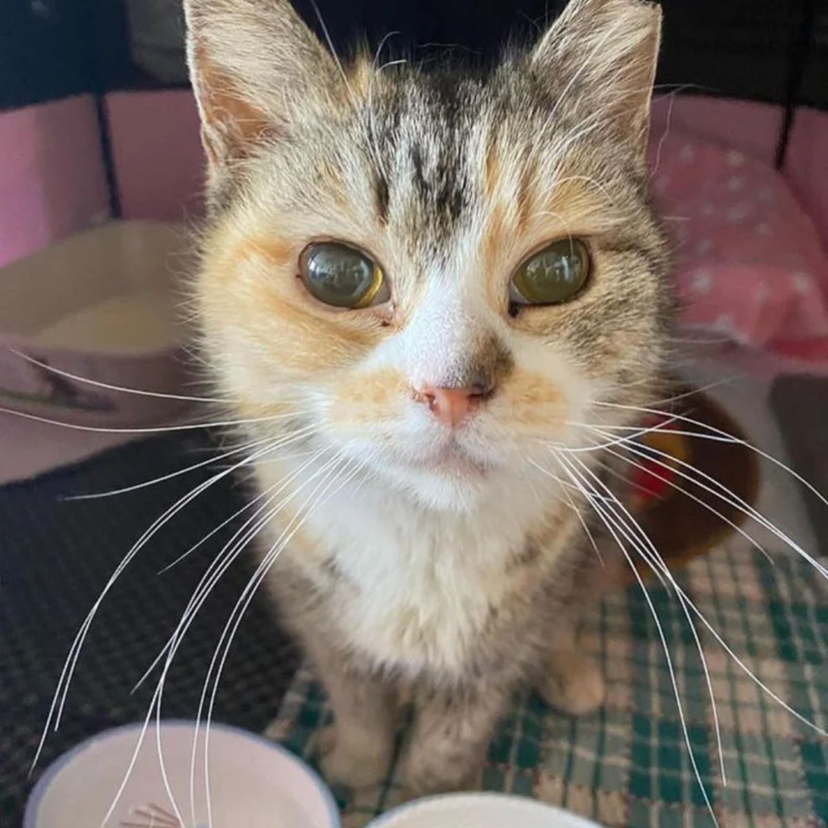 stray cat looking at the camera
