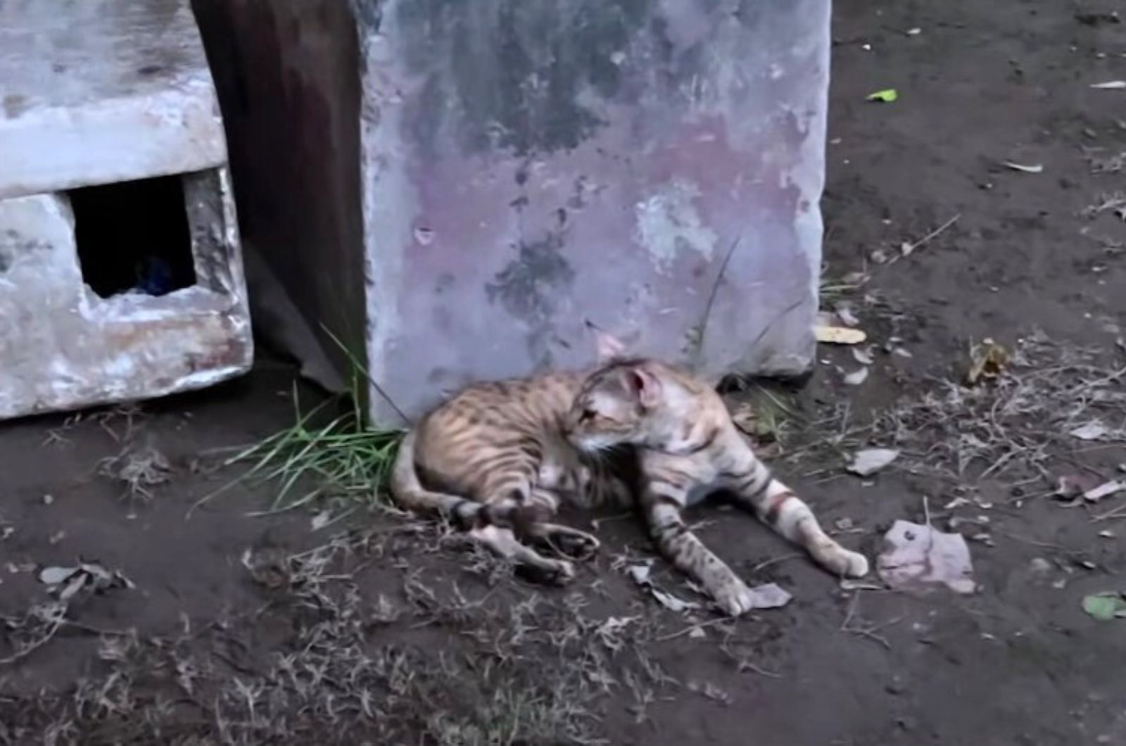 stray cat sitting on the ground