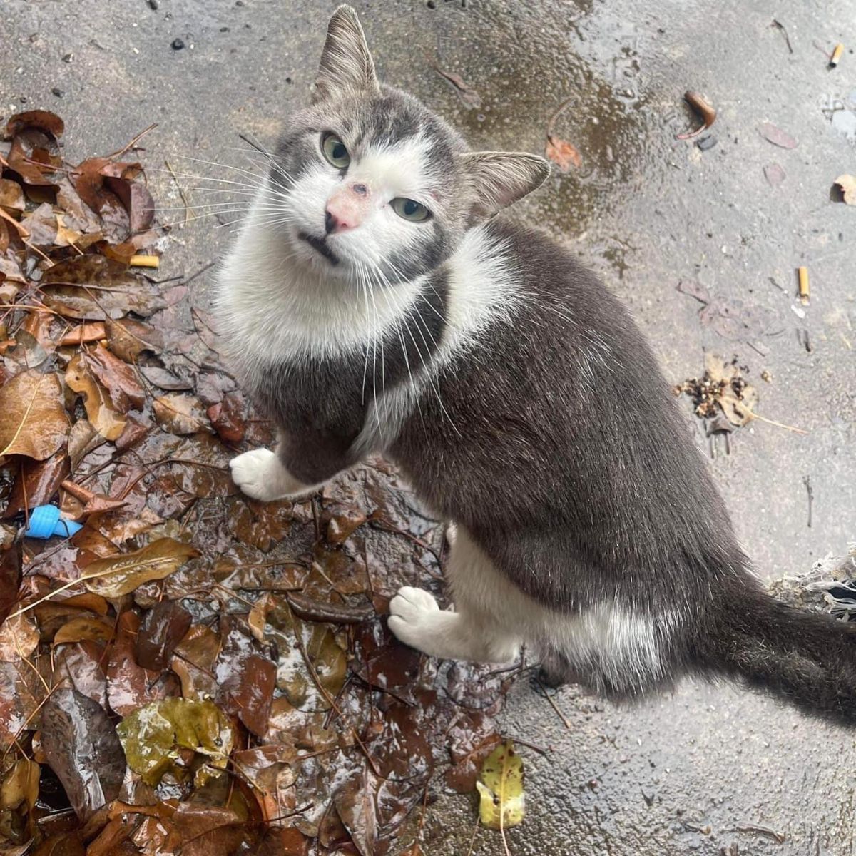 stray cat standing on fallen leaves