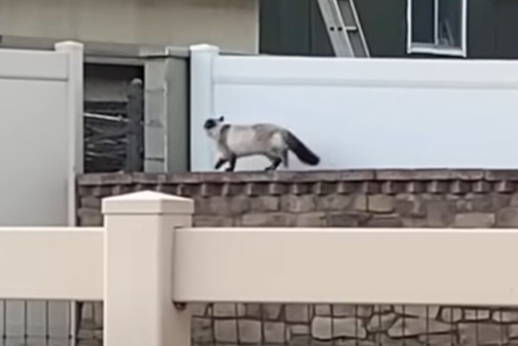 stray cat walking over a fence