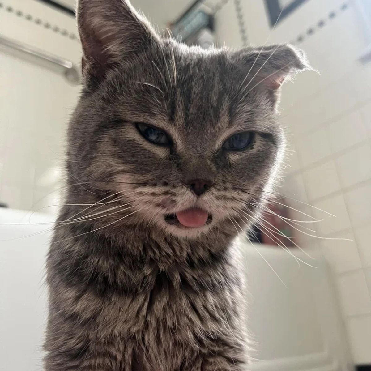 stray cat with a bent ear