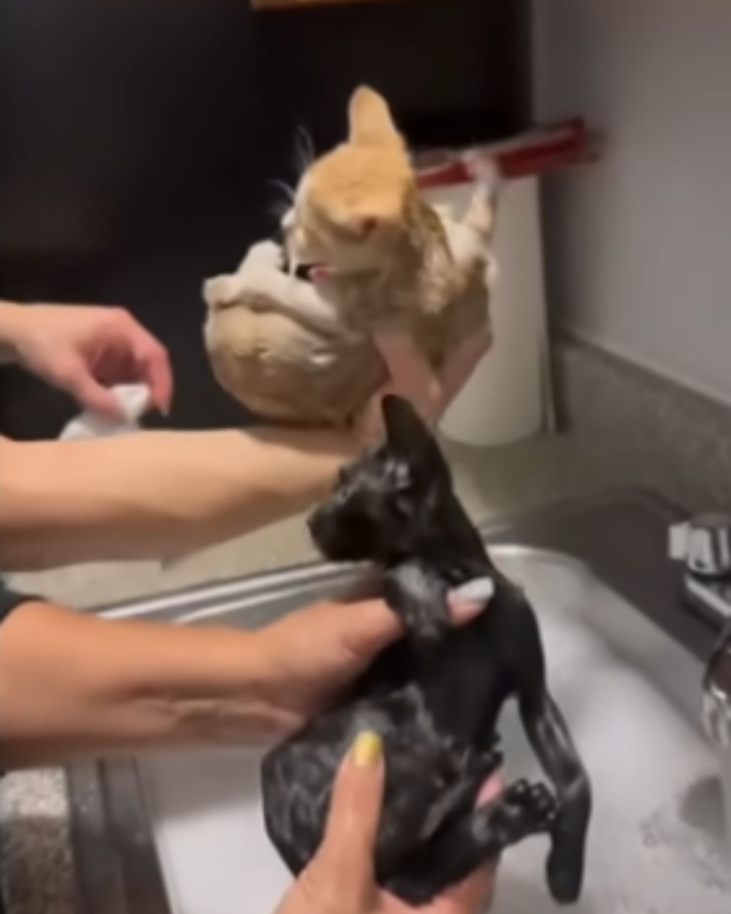 stray cats getting a bath