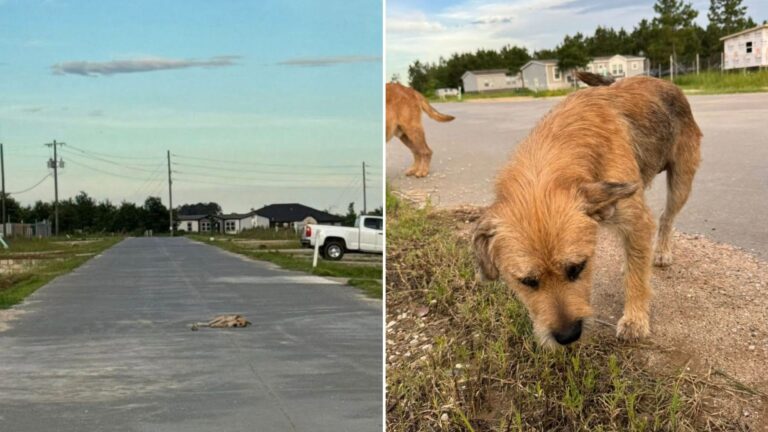 stray dog collapses on the road