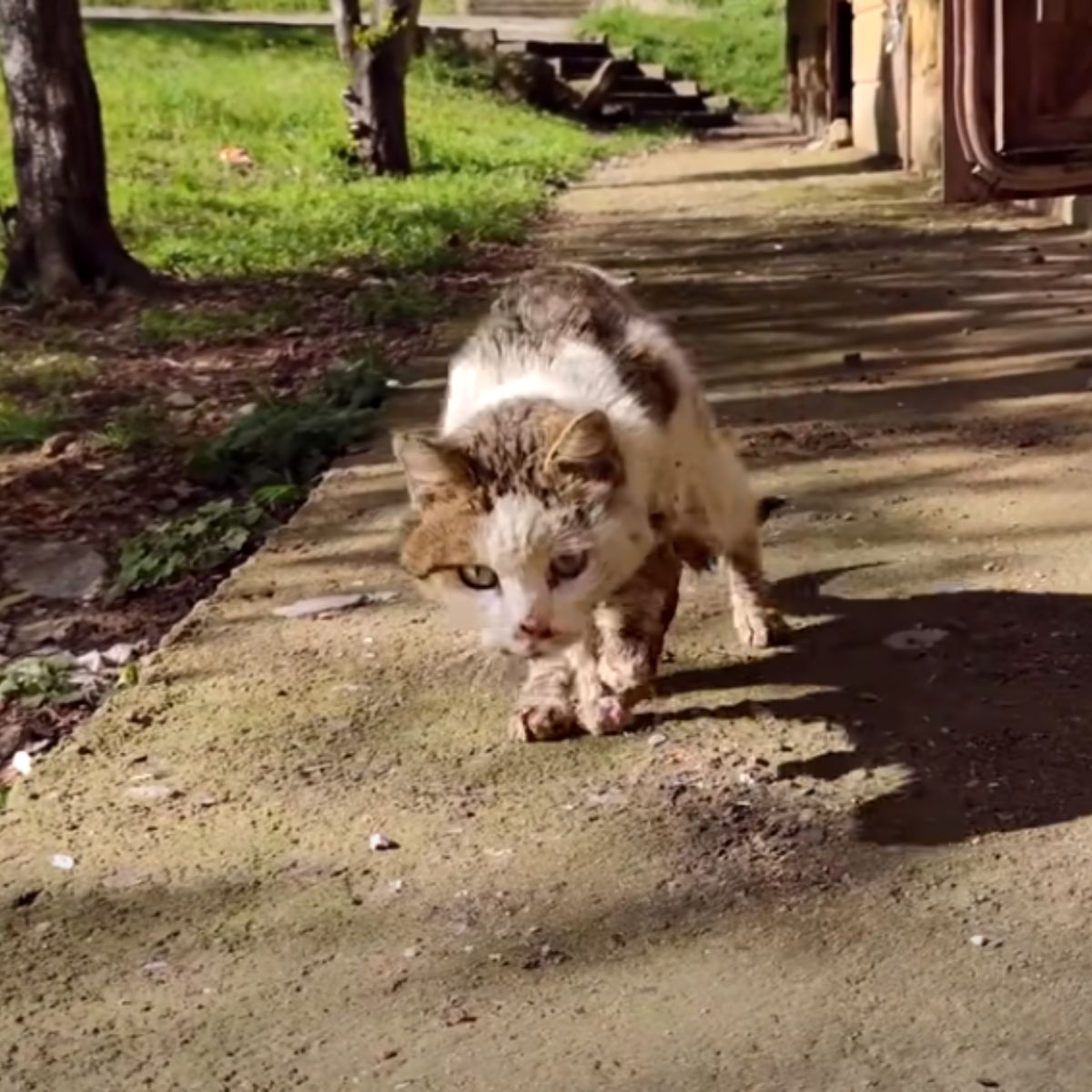 stray injured cat