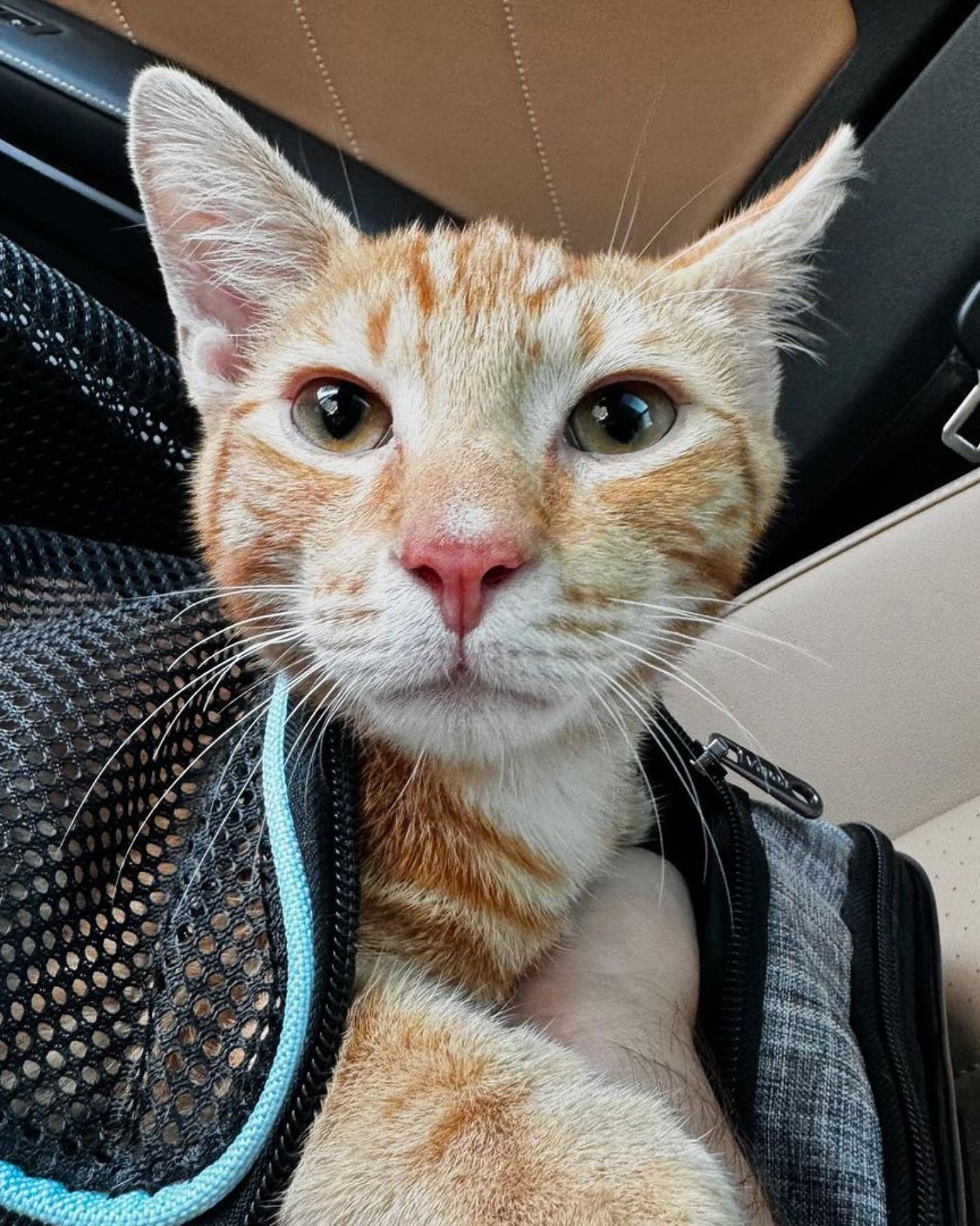 stray kitten looking at the camera