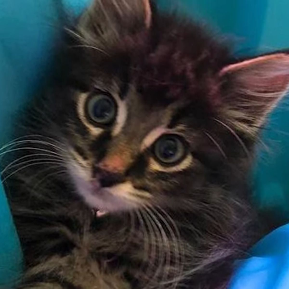 stray kitten