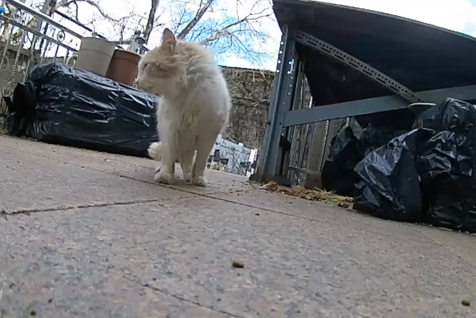 stray white cat on the street