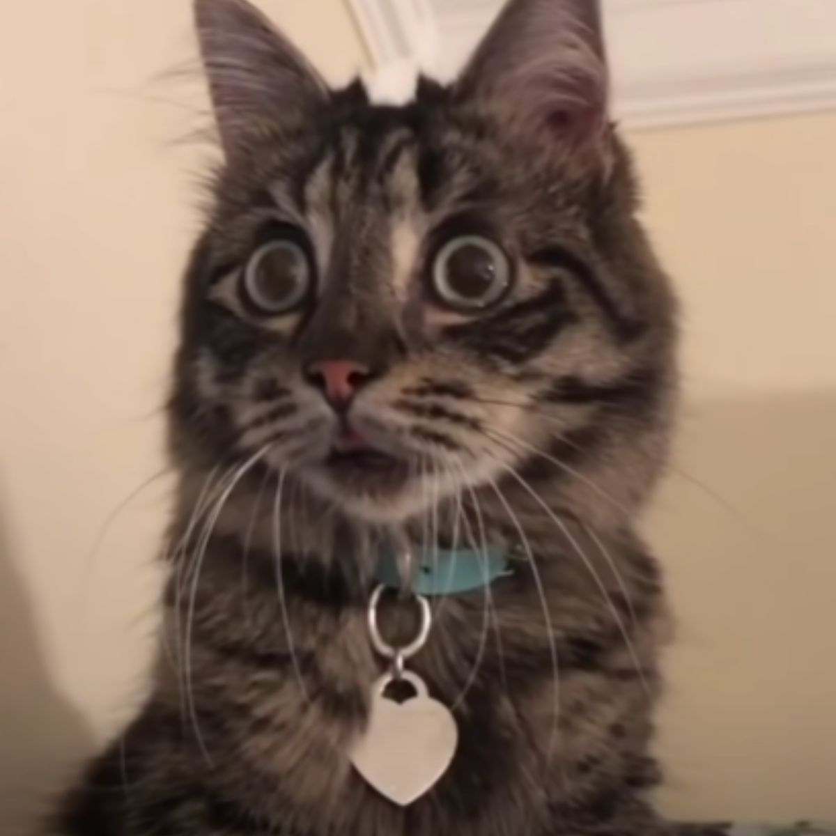 surprised cat