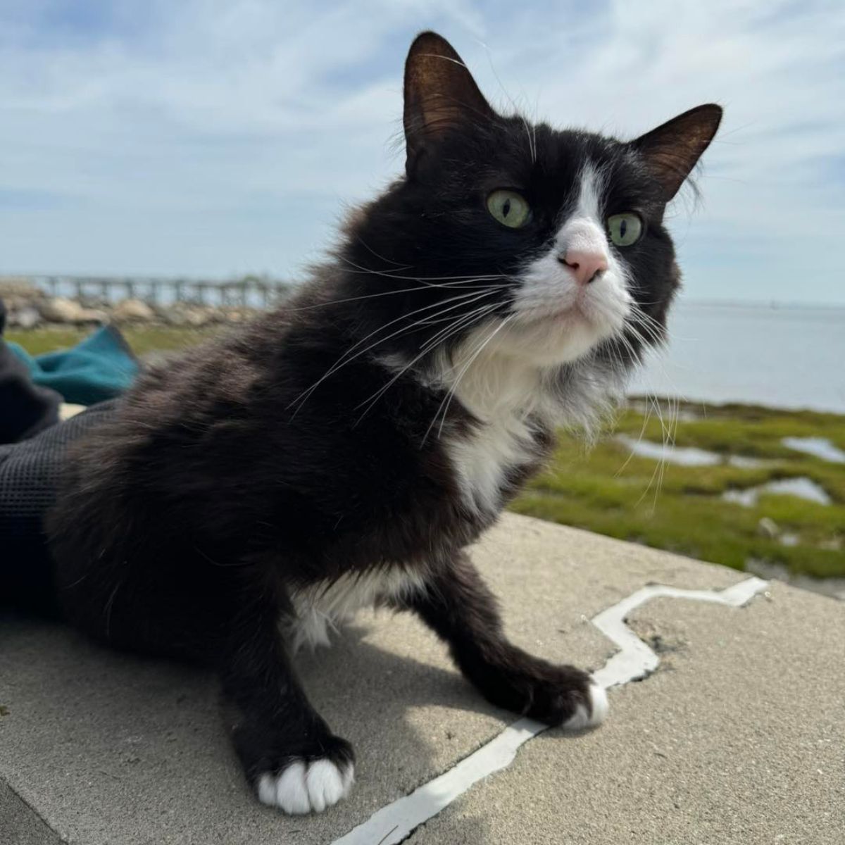 sweet black and white cat