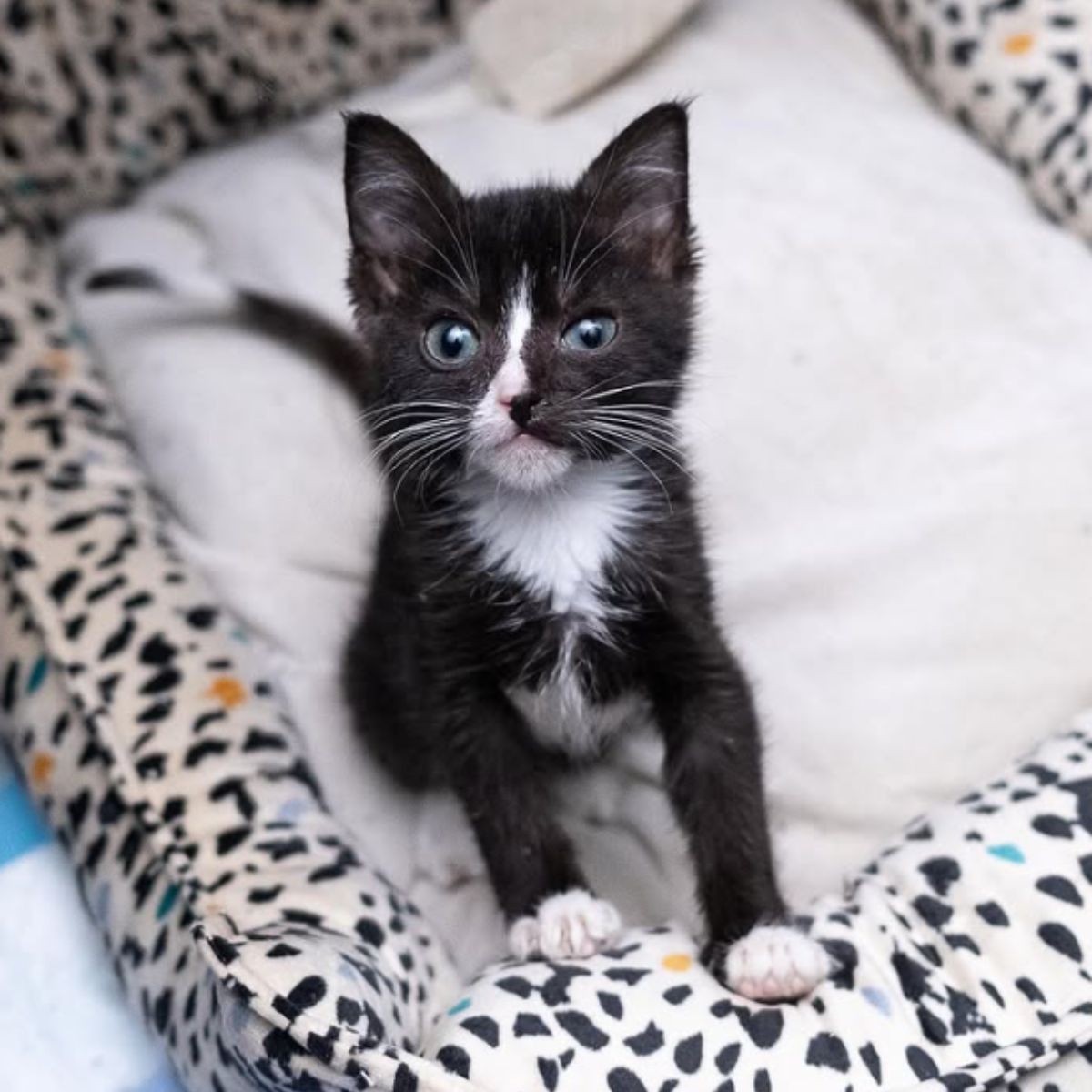 sweet black and white kitten in cat bed