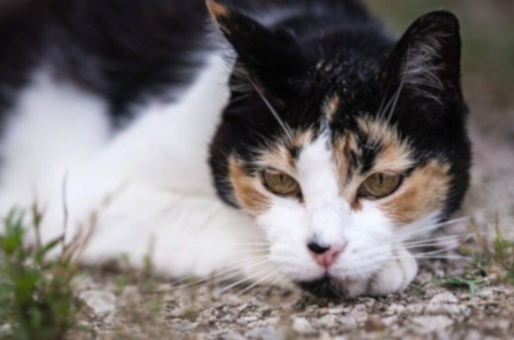 sweet calico cat