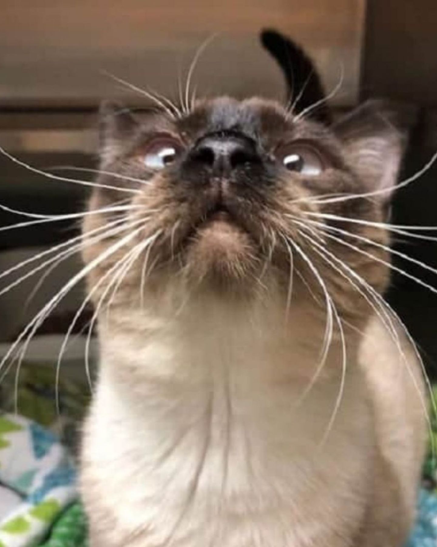 sweet cat in foster care
