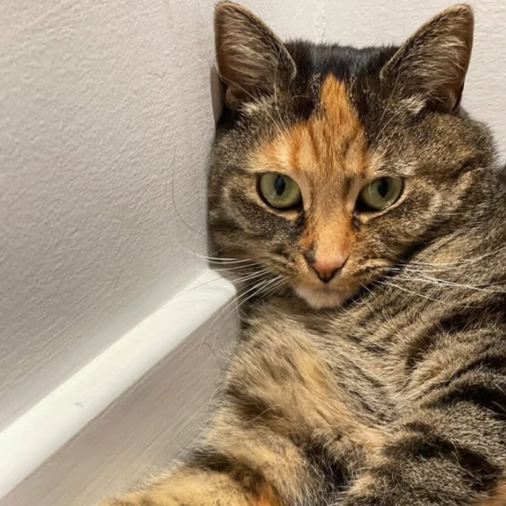 sweet cat leaning against the wall