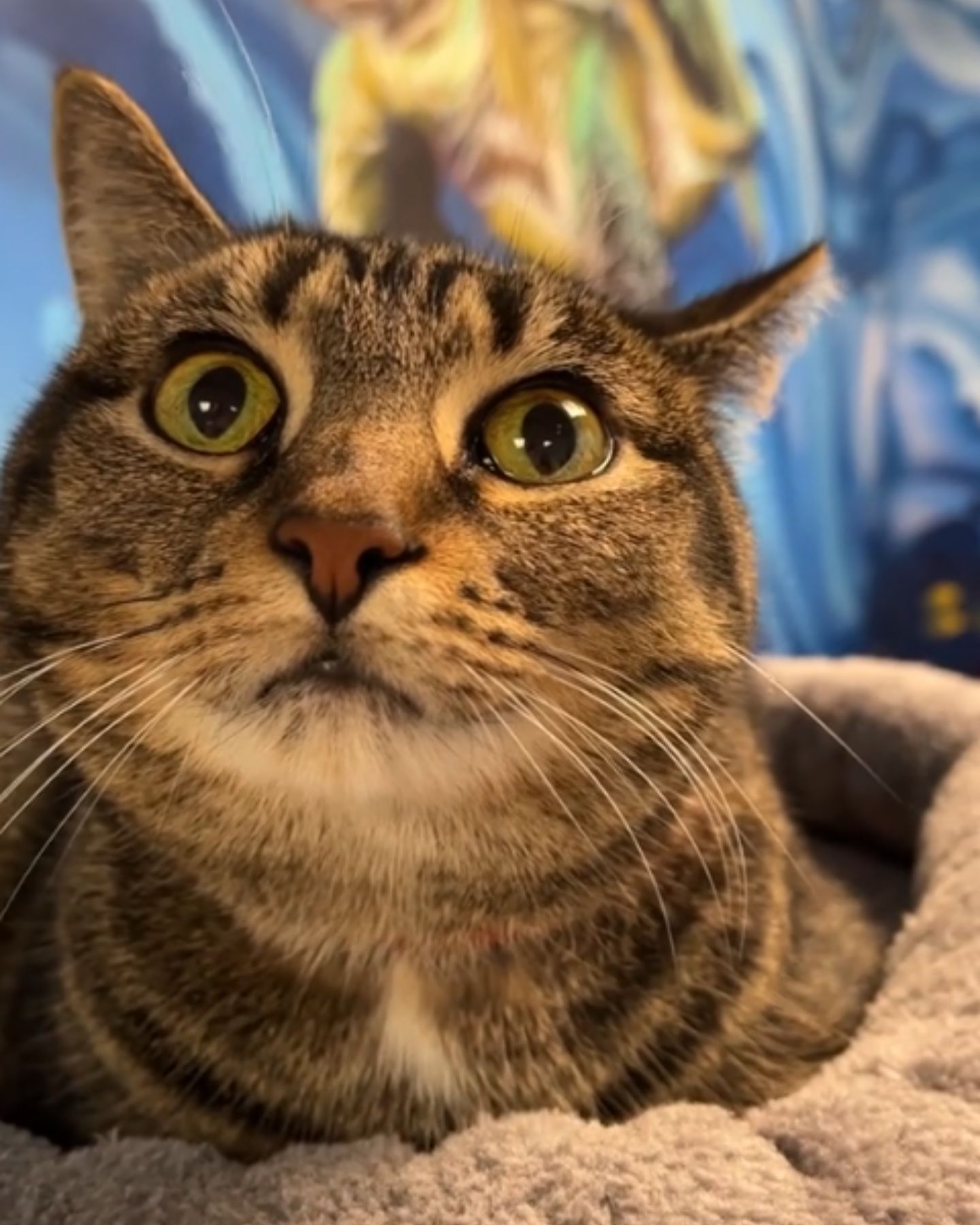 sweet cat looking at a camera