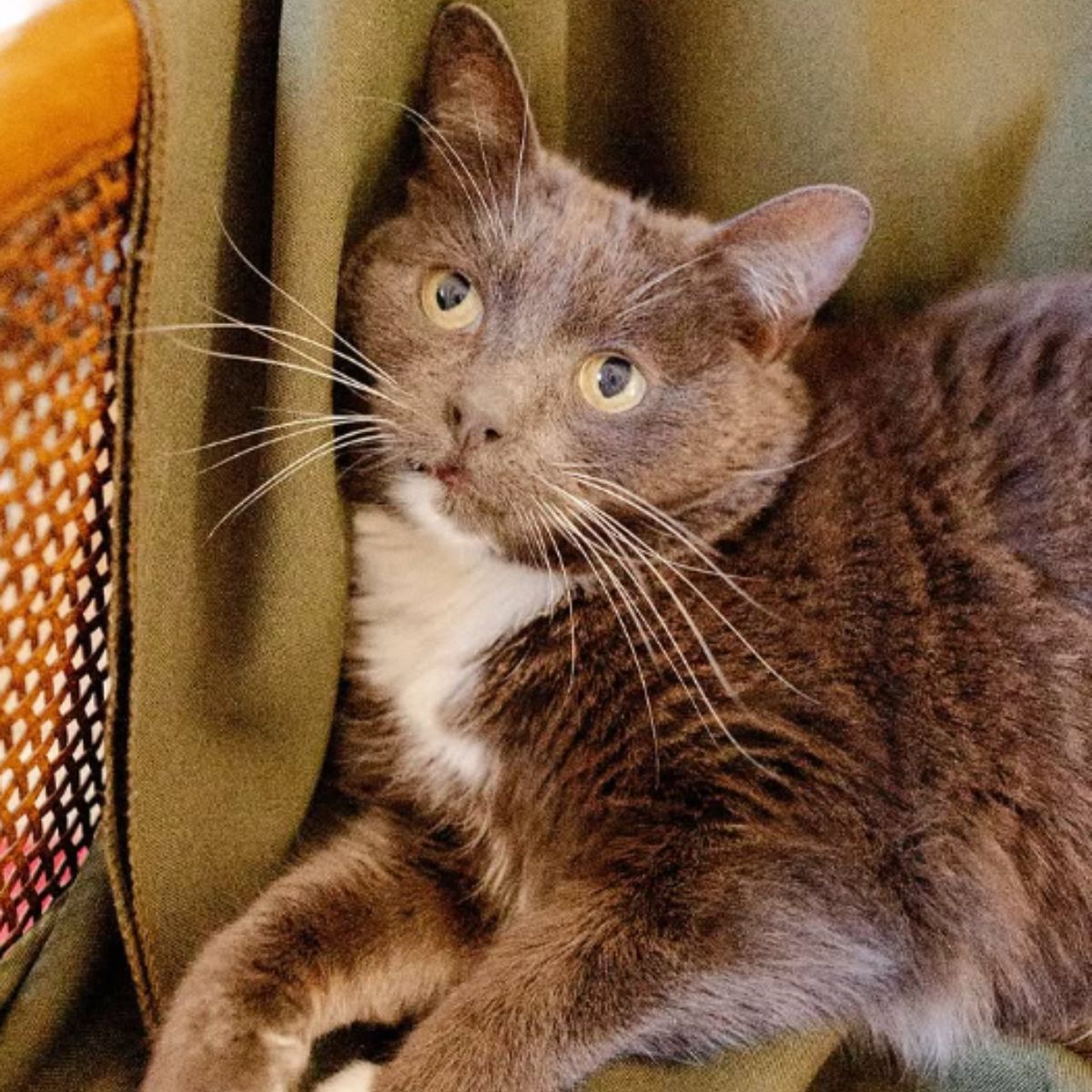 sweet cat lying on a chair