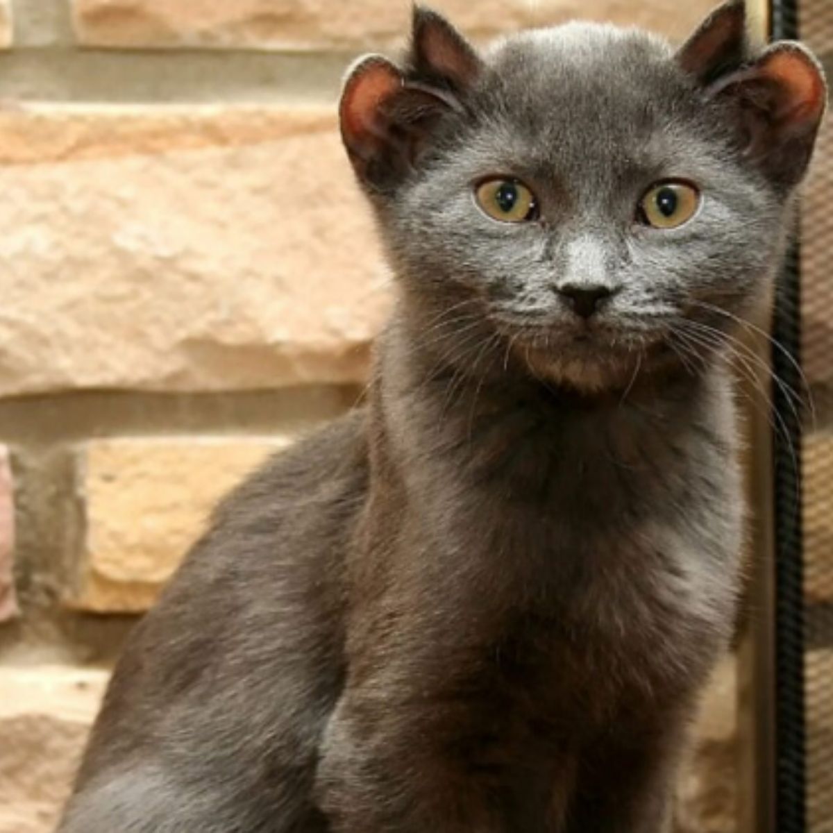 sweet cat with four ears