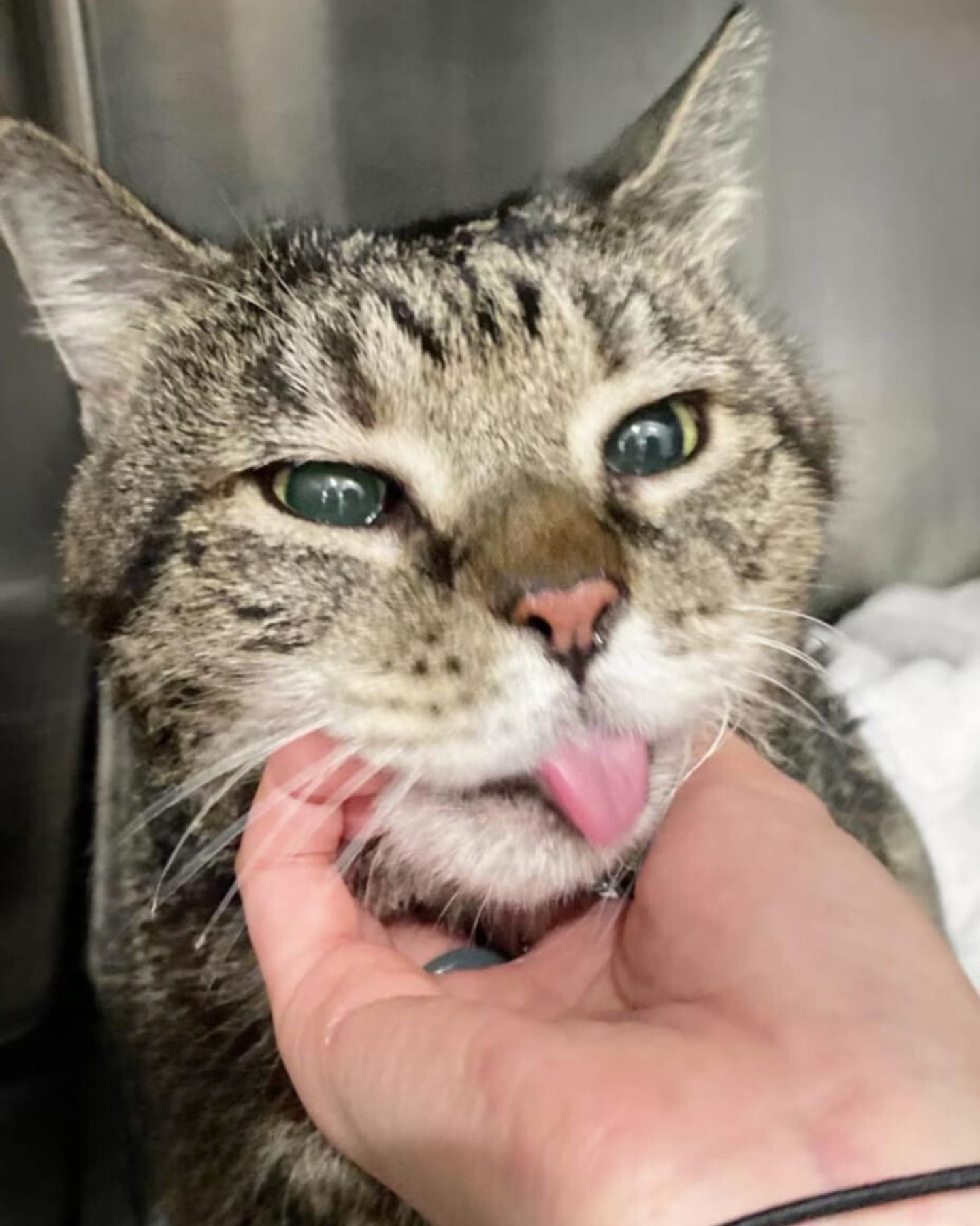 sweet cat with tongue sticking out