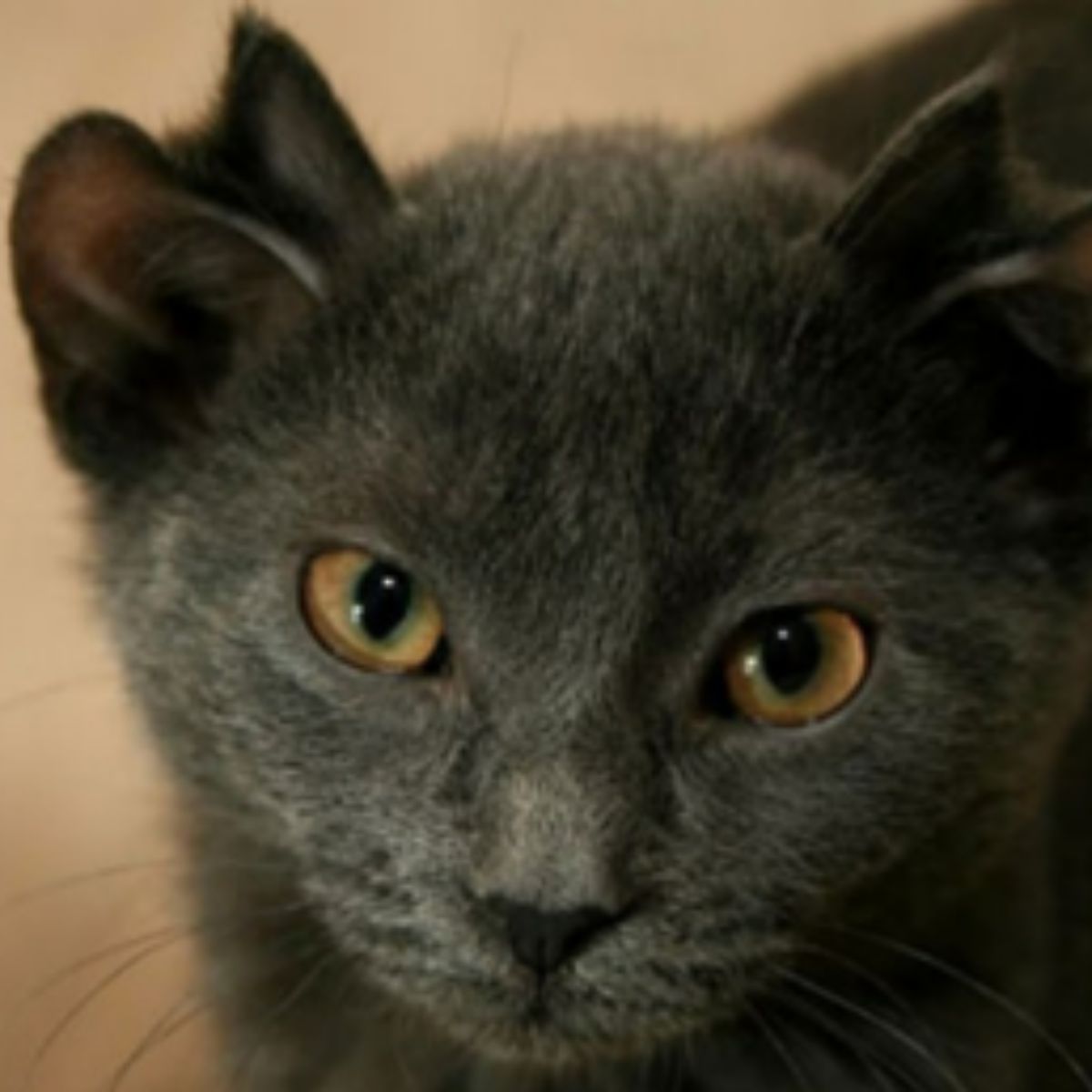 sweet gray kitty