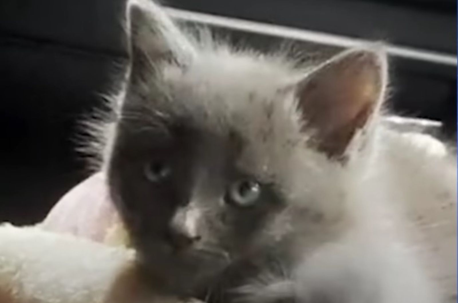 sweet kitten