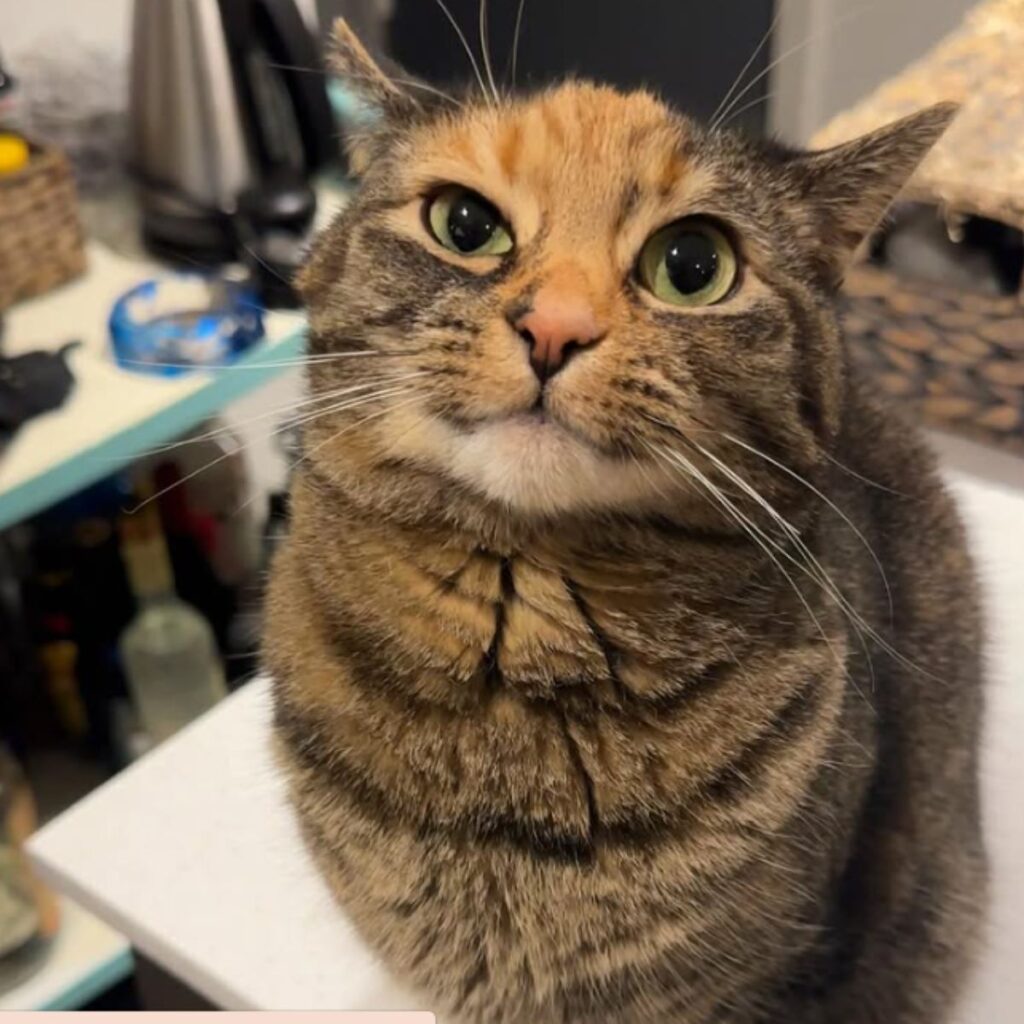 sweet kitty funny face