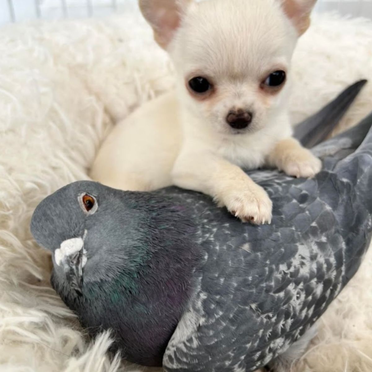 sweet pigeon and white dog